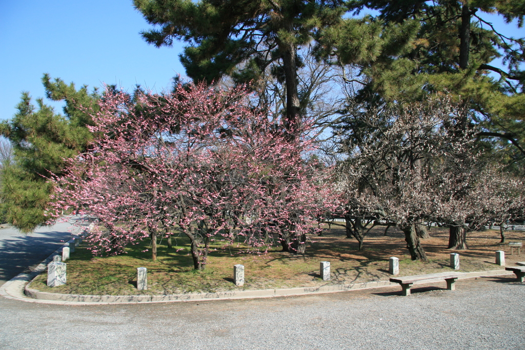 京都御苑2007