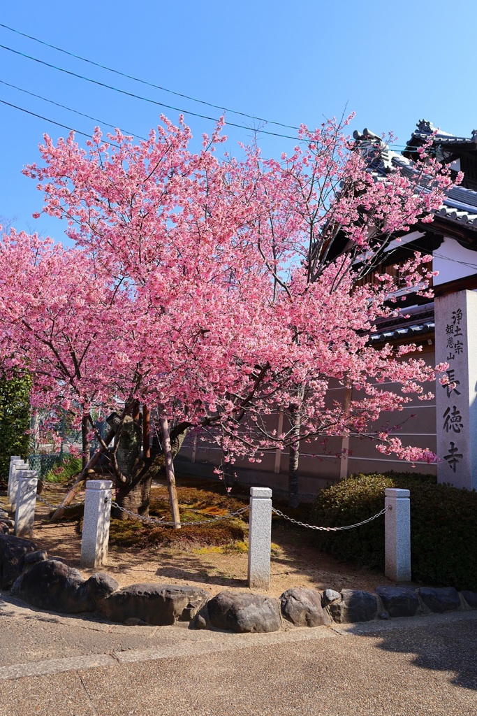 さくらだより(長徳寺)