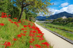 彼岸花(高野川)