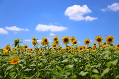 夏空(ひまわりの丘公園)