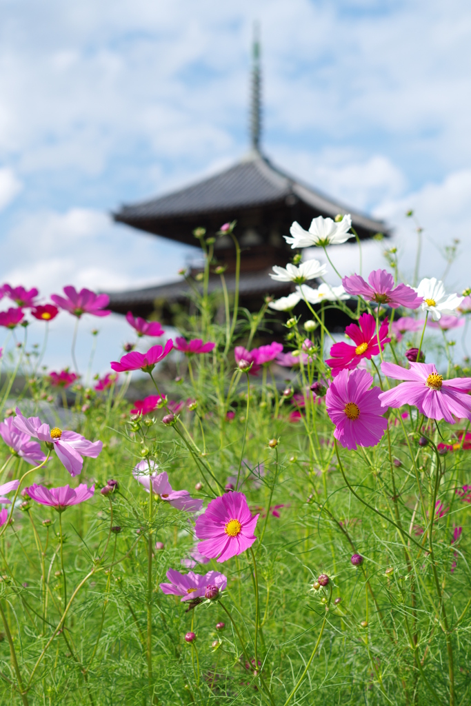 コスモス(法起寺)