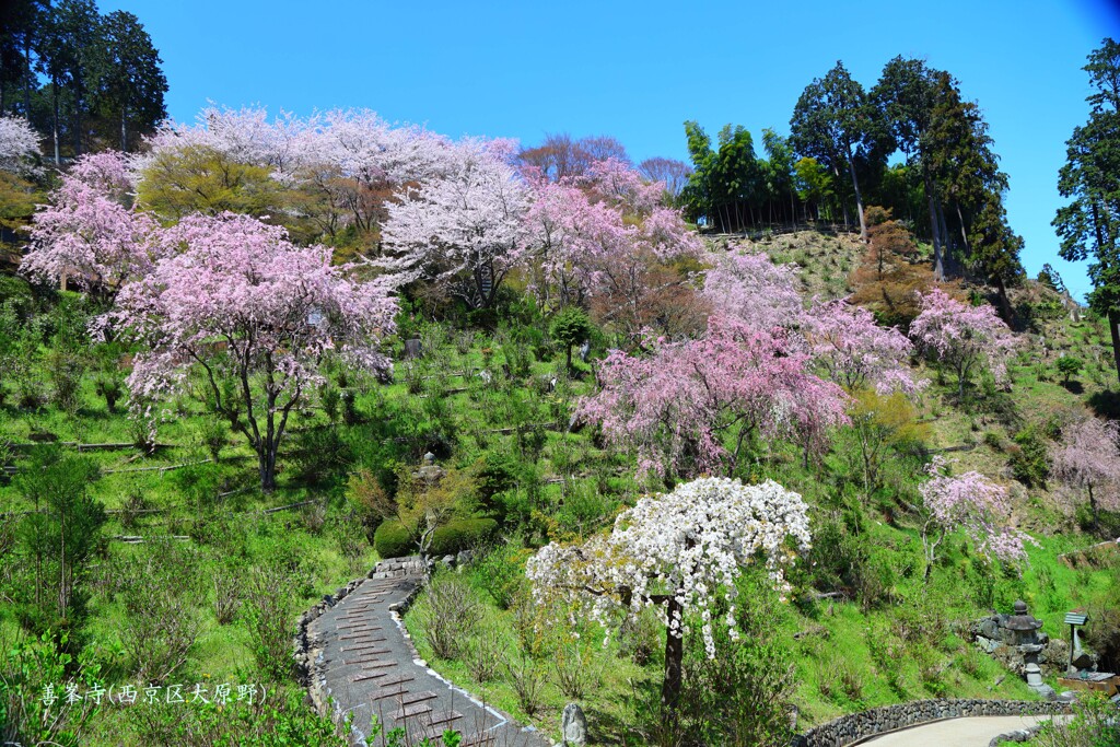 春がいっぱい(善峯寺2)