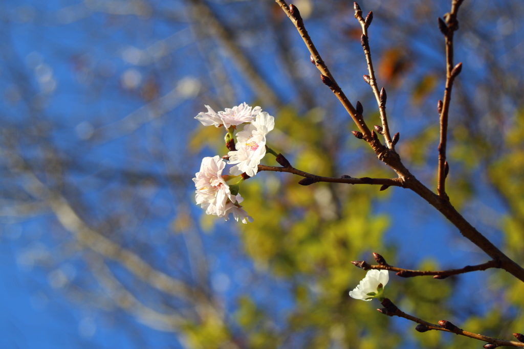 植物園(10月サクラ)