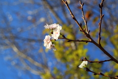 植物園(10月サクラ)