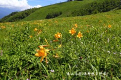 ニッコウキスゲ