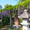 藤の花(三大神社)