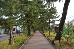 三保の松原(神の道)