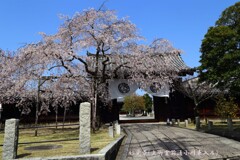 春がいっぱい(妙覚寺)