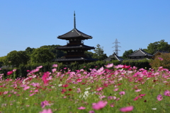 法起寺とコスモス