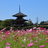 法起寺とコスモス
