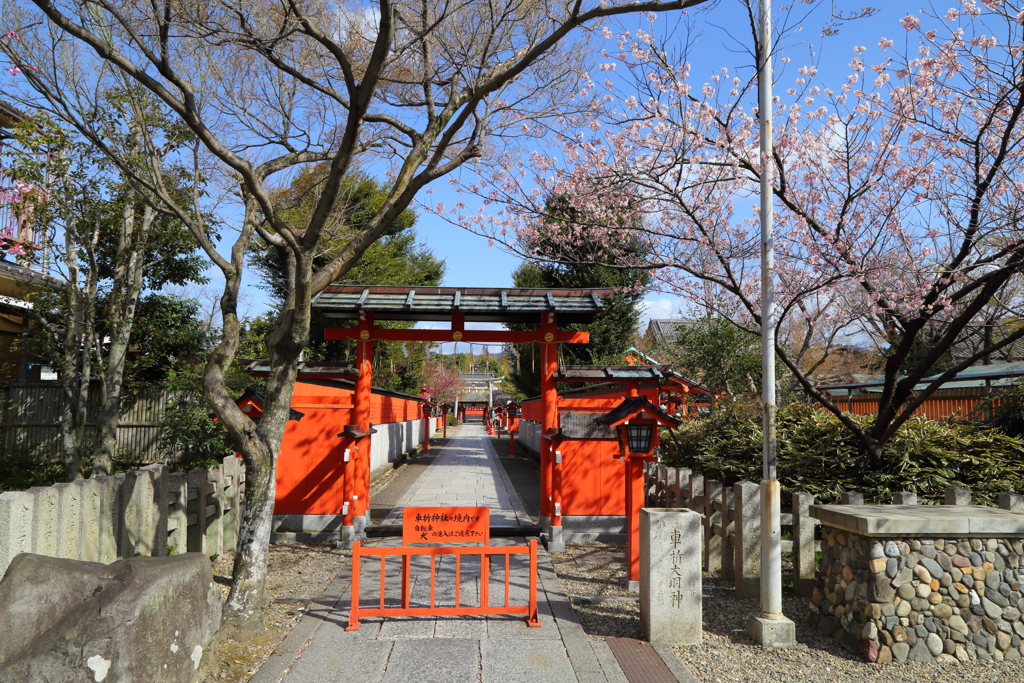 春よ来い(車折神社)