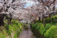 春がいっぱい(下鴨 白川疎水道)