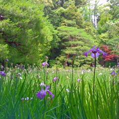 花菖蒲(平安神宮)