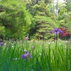 花菖蒲(平安神宮)