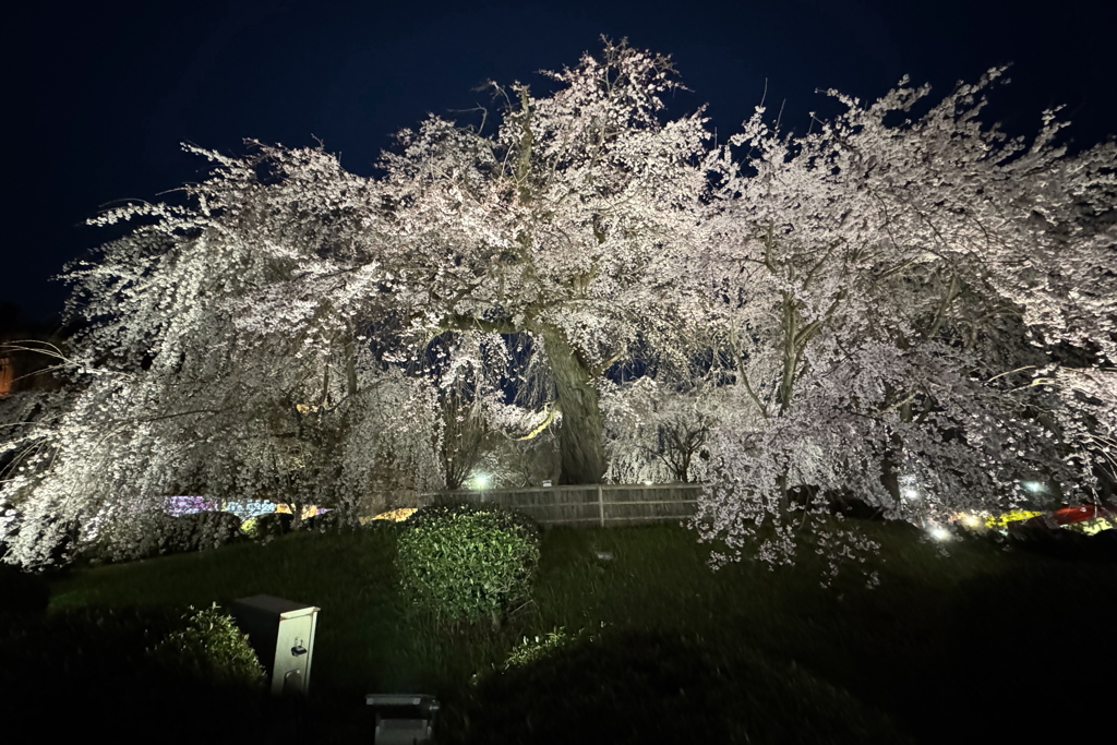 夜桜(円山公園)