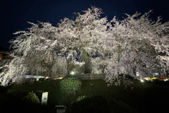 夜桜(円山公園)