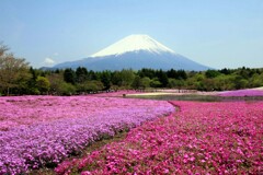 芝桜公園(富士-2)