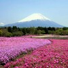 芝桜公園(富士-2)