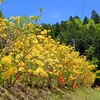 レンゲツツジ(綾部2019)