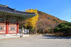 Korea紀行(梵魚寺の紅葉-8)