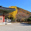 Korea紀行(梵魚寺の紅葉-8)