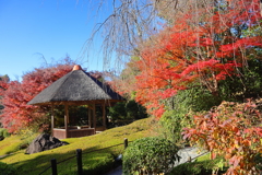 晩秋(妙心寺退蔵院-3)