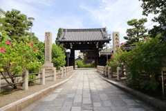 酔芙蓉(妙蓮寺2017)