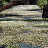 治左川の梅花藻