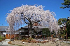 春がいっぱい(本満寺2011)
