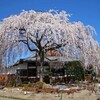 春がいっぱい(本満寺2011)