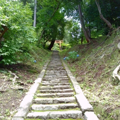 試し撮り(吉田山)