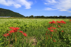 彼岸花(近江今津)