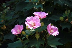 芙蓉(法輪寺2013)