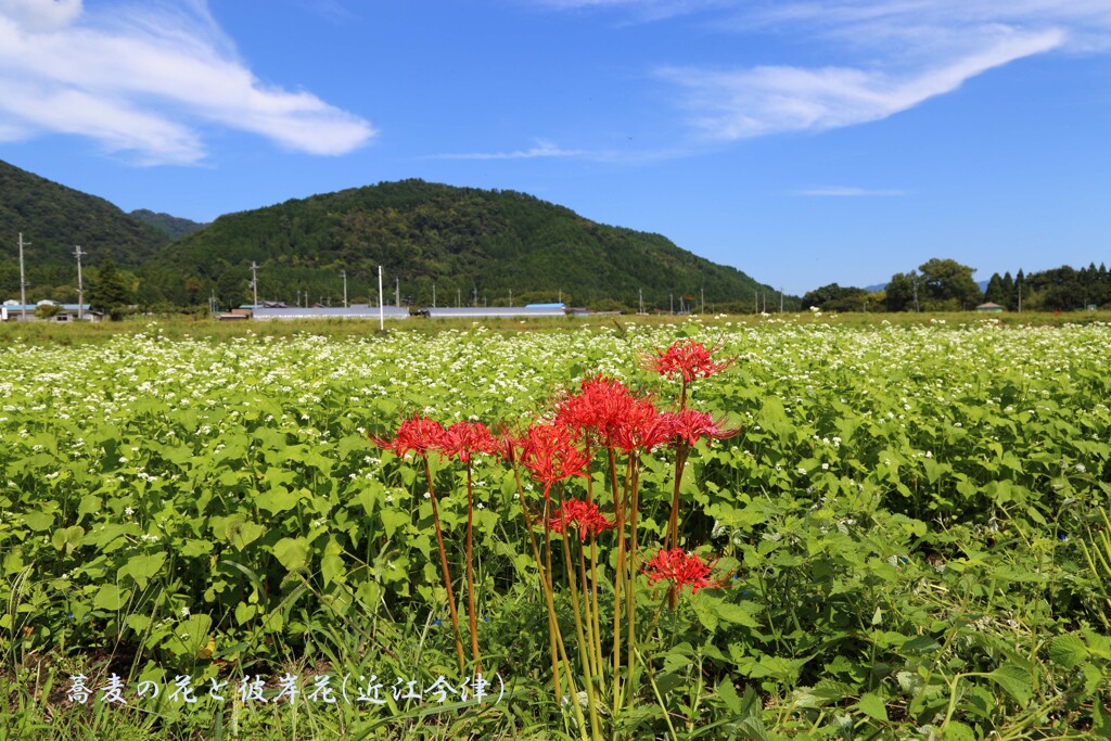 蕎麦と彼岸花