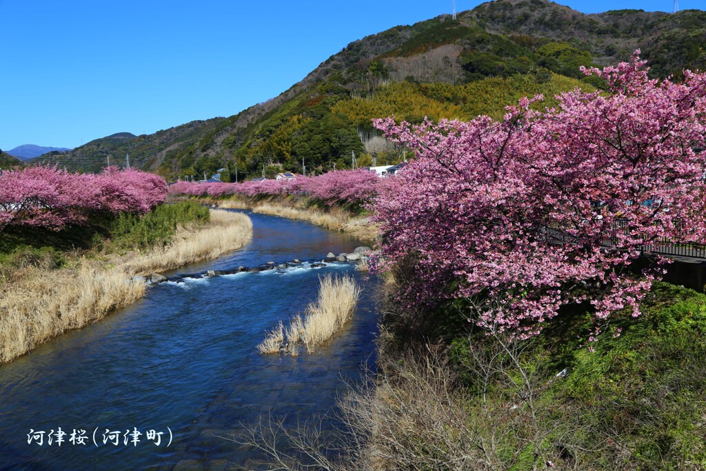 河津桜