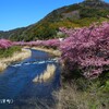 河津桜