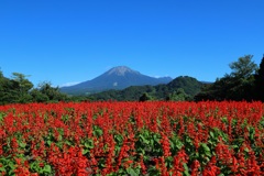 大山(とっとり花回廊)