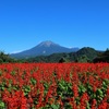 大山(とっとり花回廊)