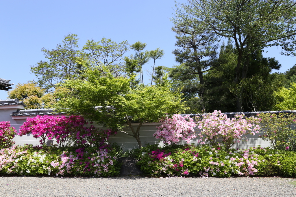 つつじ(妙満寺2)