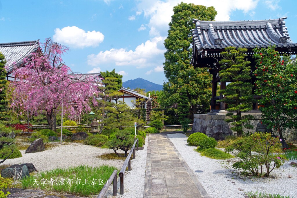 比叡と桜