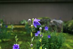 桔梗-紫(天得院2011)