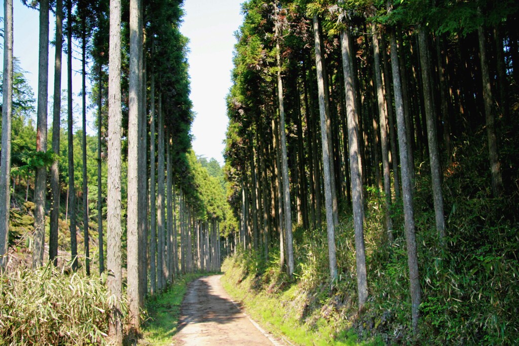 北山杉(2007)