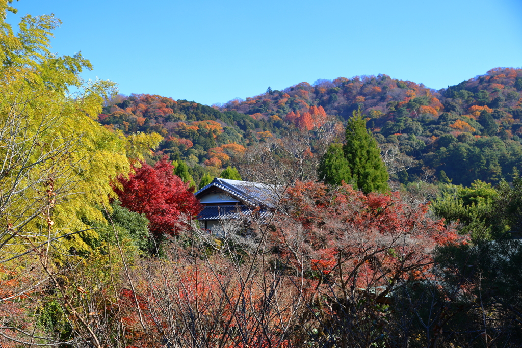 晩秋の東山(白沙村荘より)