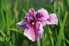 花菖蒲(城北公園2012)