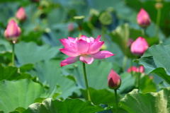 蓮畑(平の沢池)-2