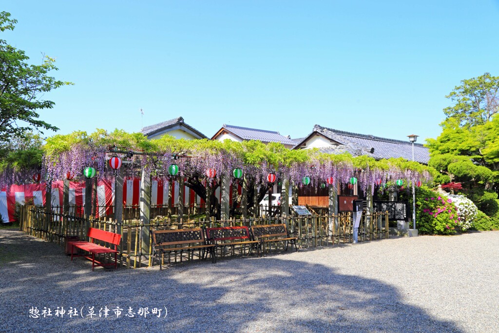 藤の花(惣社神社)