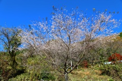 寒桜(付知峡付近-2)