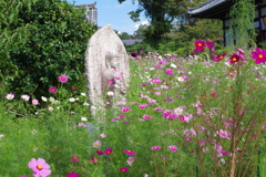 花に包まれて(般若寺)