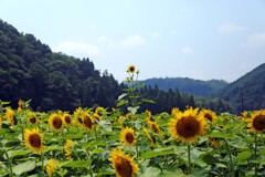 佐用町ひまわり2019-2