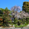 春がいっぱい(天寧寺)